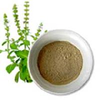 Manufacturers Exporters and Wholesale Suppliers of Tulsi Powder Balotra Rajasthan